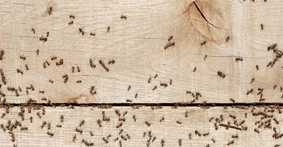 Pest Control